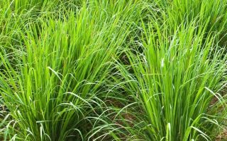 Lemongrass: sa panahon ng pagbubuntis, pagpapasuso, mga benepisyo at pinsala