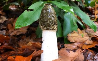 Medicinal properties and use of the common veselka mushroom