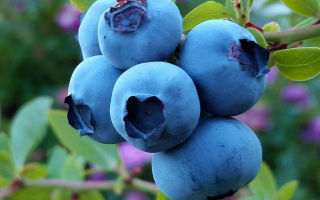 Can blueberries be breastfed?