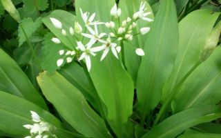 Ramson (bear onion): benefits and harms