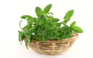 Stevia sugar substitute: benefits and harms, properties and contraindications