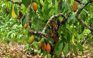 How is cocoa useful, properties, how to cook