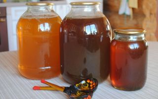 Honeydew honey: what is it, how to distinguish it, useful properties