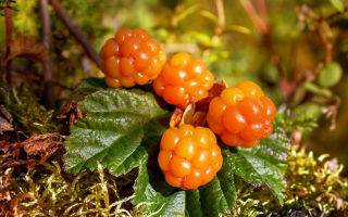 Cloudberry: beneficial properties of berries, sepals, leaves, flowers, roots