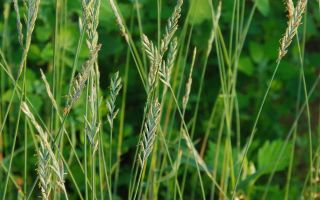 Gumagapang ang Wheatgrass: mga nakapagpapagaling na katangian at contraindications, larawan