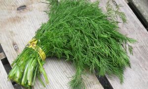 Useful properties of dill for women and men