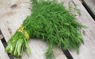 Useful properties of dill for women and men