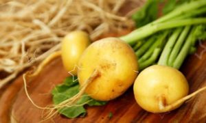 Why is turnip useful for the body, properties and contraindications