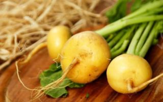 Why is turnip useful for the body, properties and contraindications