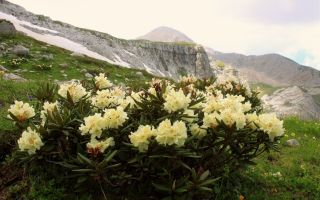 Rododendron alb (caucazian): fotografie cu descriere, proprietăți utile