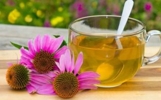 Echinacea para sa mga bata: posible bang magbigay, kung paano kumuha, dosis, mga pagsusuri