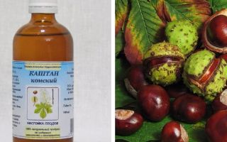 Ciri-ciri perubatan tincture chestnut kuda, bagaimana menyediakannya