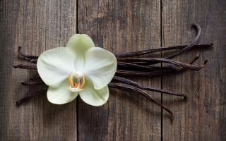 Vanilla essential oil: properties, use in cosmetology for face and hair, reviews