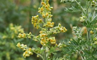 What is it used for and how to make wormwood oil at home