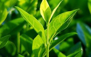 Properties and uses of tea tree essential oil for the face