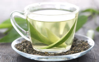 Useful properties of white tea and contraindications