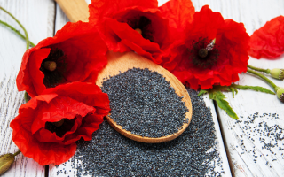 Poppy: useful properties and contraindications