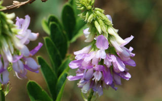 Grass goat's rue (galega) from diabetes mellitus: medicinal use, contraindications, how to drink, photo