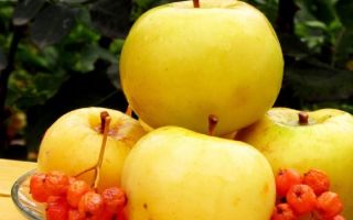 Antonovka apples: useful properties and contraindications