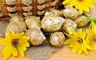 Artichoke Yerusalem: sifat berguna dan kontraindikasi, resipi memasak