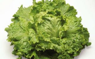 Lettuce: benefits and harms, how to keep for the winter