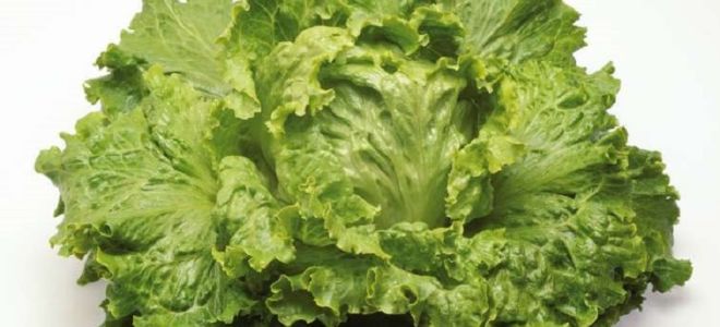 Lettuce: benefits and harms, how to keep for the winter