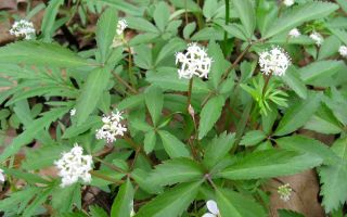 Ginseng: benefits and harms, photo and description