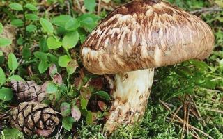 Matsutake mushrooms (spotted ryadovka): useful properties, tincture recipes