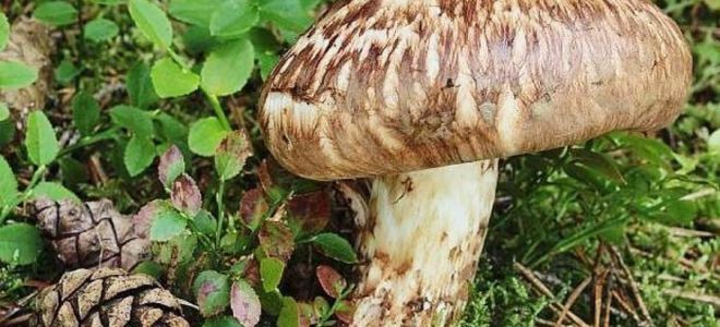 Matsutake mushrooms (spotted ryadovka): useful properties, tincture recipes