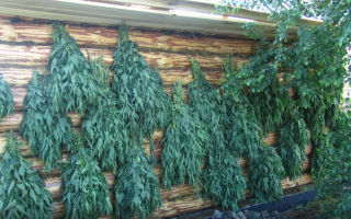 The benefits and harms of a nettle broom for a bath