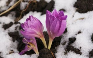 Useful properties of autumn crocus and contraindications