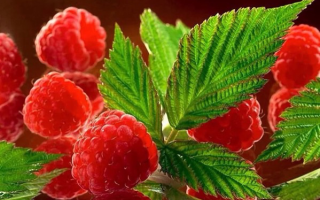 Raspberry: useful properties and contraindications, calorie content