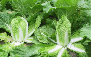 Why is Beijing cabbage useful for the body?