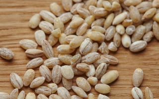 Barley porridge: benefits and harms, how to cook properly