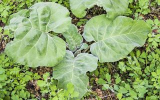 The benefits and harms of burdock, use in traditional medicine