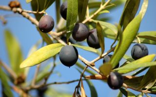 Why are black olives useful?