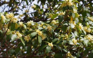 Star anise (star anise): use in cooking, what is useful for women, men