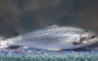 Bakit kapaki-pakinabang ang salmon at kung paano iasin ito sa bahay