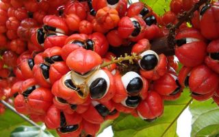 Benefits of Guarana