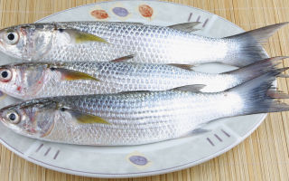 Mullet fish: benefits and harms, chemical composition, calorie content, photo