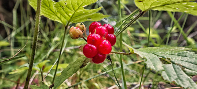 Kostyanik: description and photo, what is useful for human health