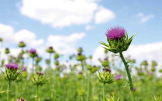 Milk thistle: kapaki-pakinabang na mga pag-aari at contraindication, mga tagubilin para sa paggamit