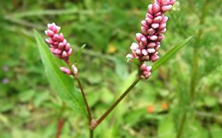 Grass (highlander) pochuyna: medicinal properties and contraindications