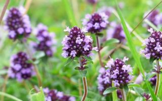 Thyme: benefits and harms for women, men and children, photos, reviews