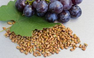 Useful properties of grape seeds, is it possible to eat them, contraindications