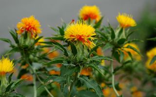 Saffron liar (safflower): apa yang berguna, penggunaan biji tanaman, foto