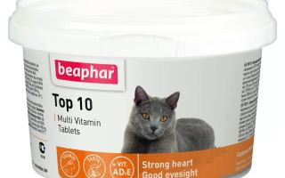 Vitamin cair untuk kucing: yang lebih baik, komposisi, jenis, ulasan doktor haiwan