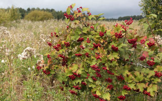 The healing properties of viburnum leaves and contraindications