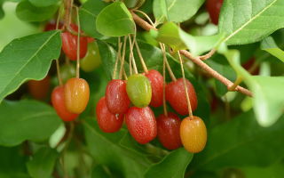 Loch multiflorous (gumi): kebaikan dan keburukan buah beri, foto pokok renek