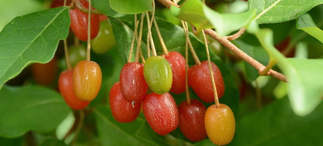 Loch multiflorous (gumi): kebaikan dan keburukan buah beri, foto pokok renek